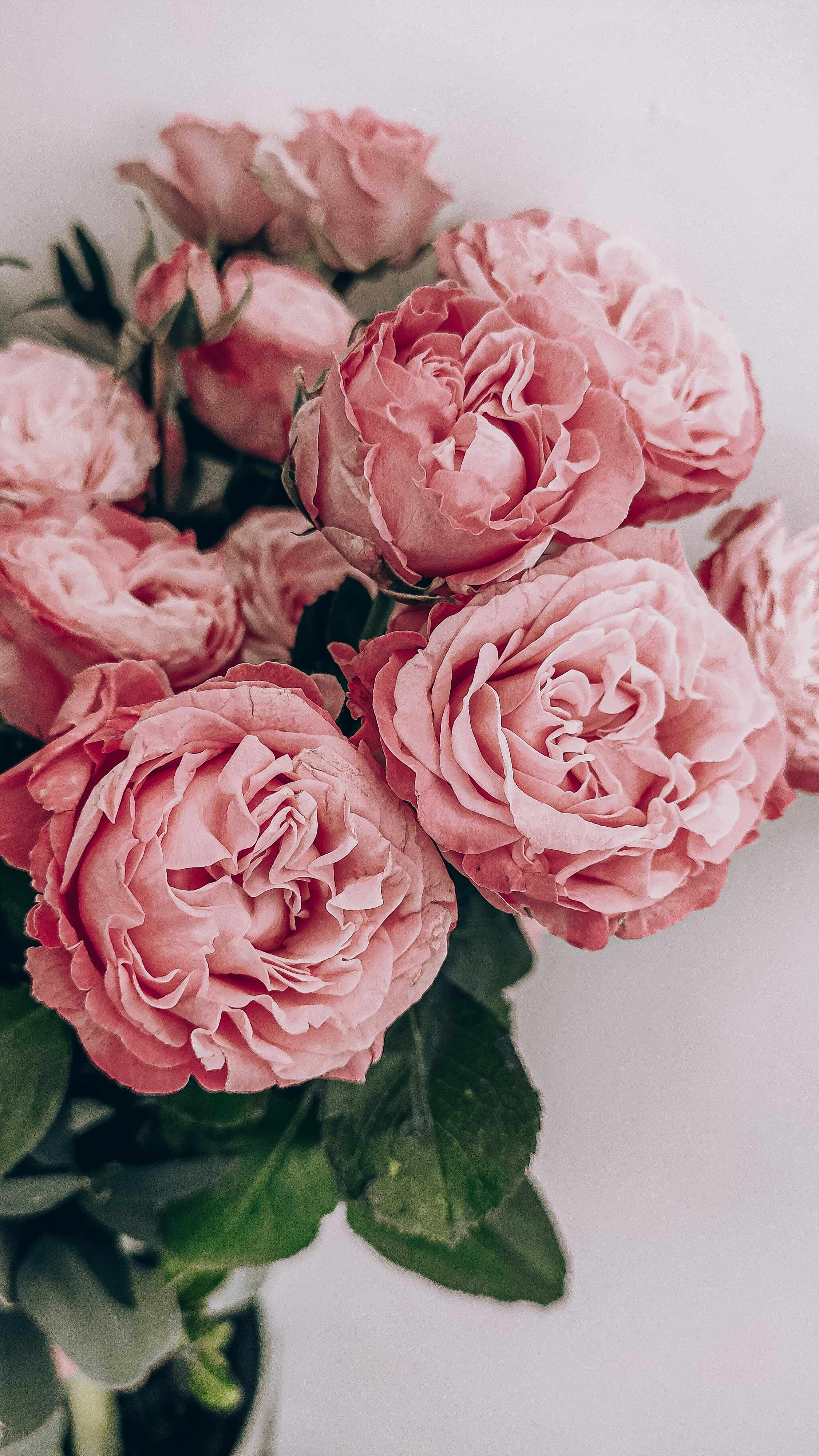 Rose avant remplacement de couleur