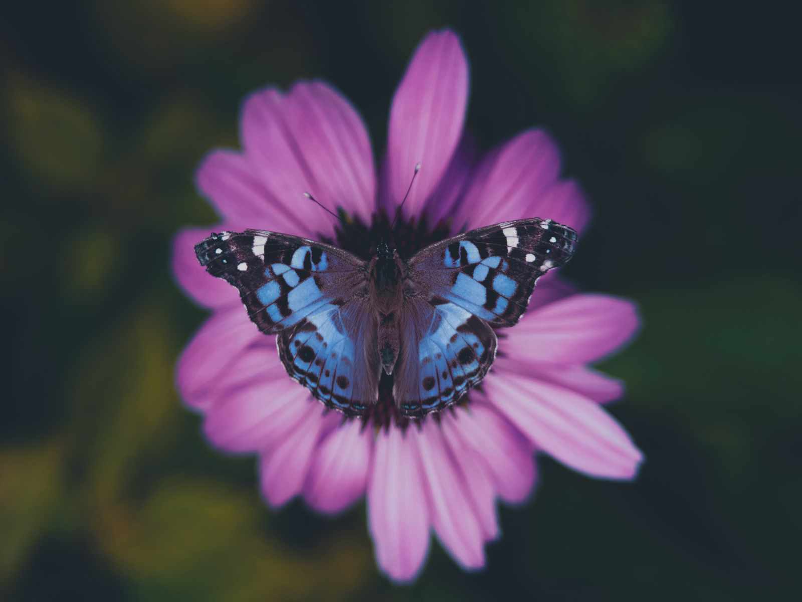 Papillon après remplacement de couleur