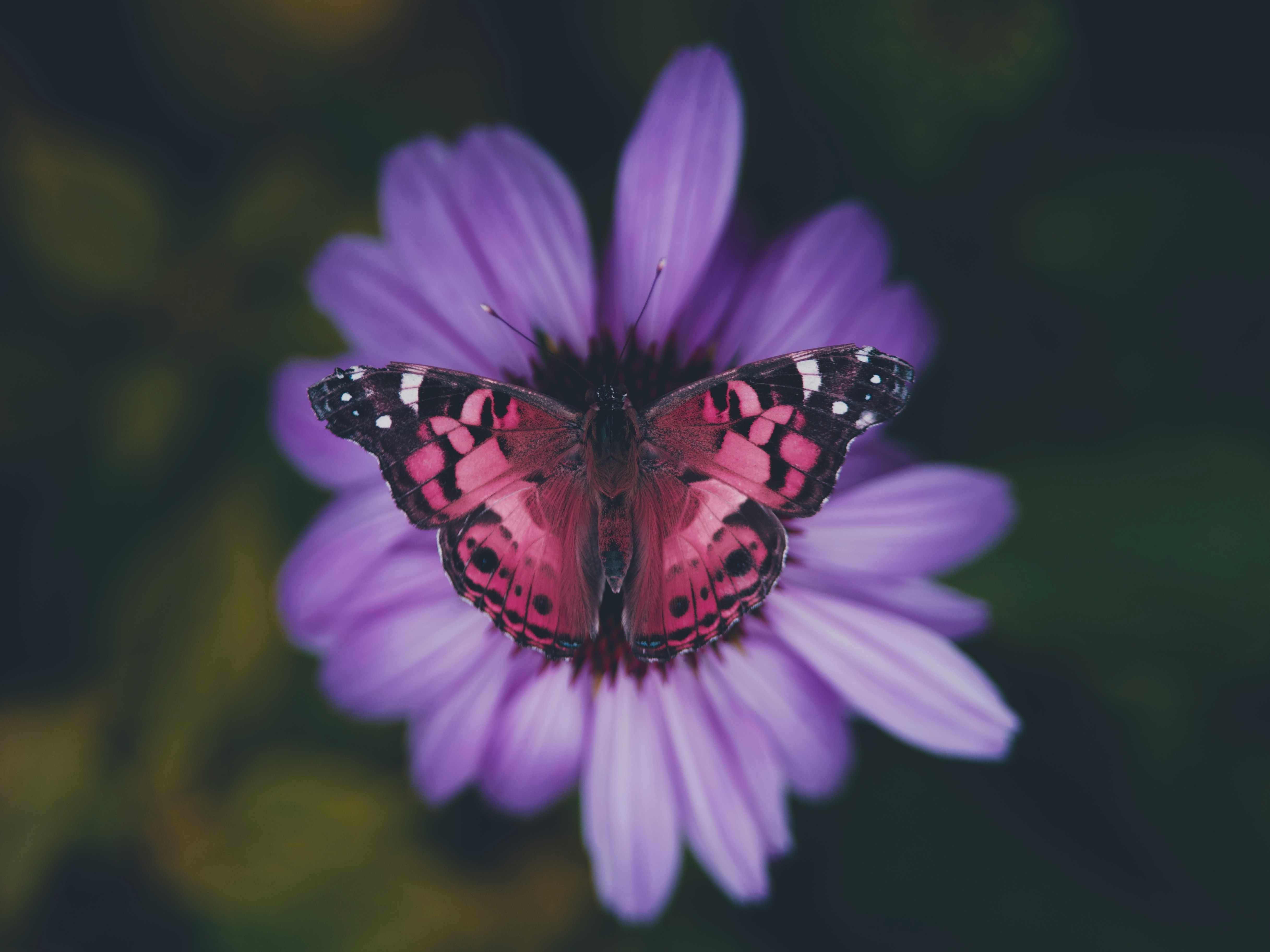 Papillon avant remplacement de couleur