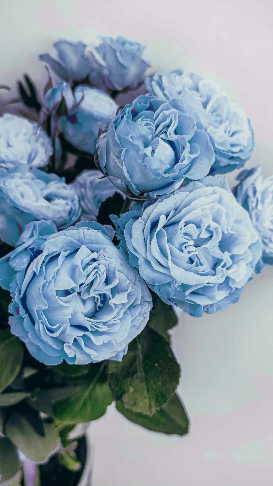 Rose après remplacement de couleur